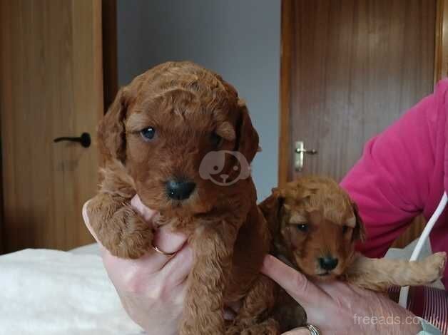 Pure breed toy poodles for sale in Stuartfield, Aberdeenshire - Image 2