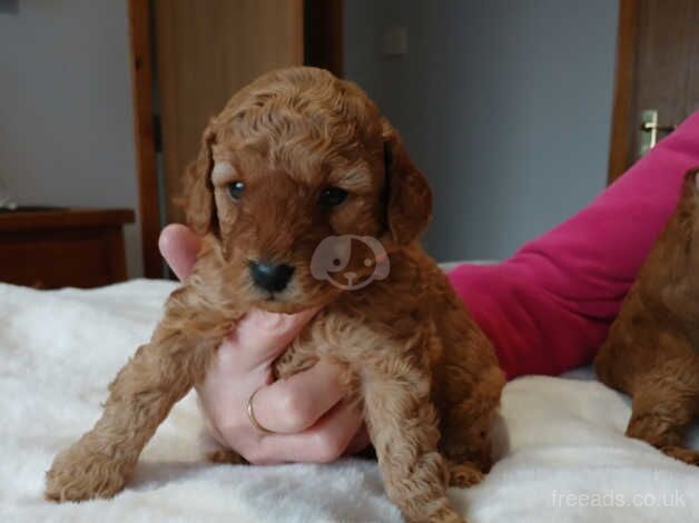 Pure breed toy poodles for sale in Stuartfield, Aberdeenshire - Image 3