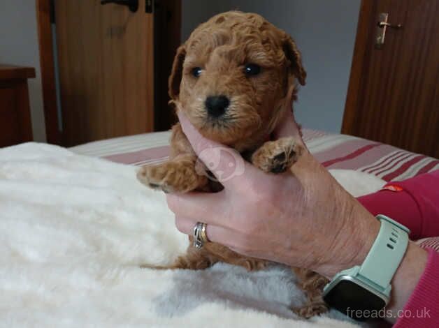 Pure breed toy poodles for sale in Stuartfield, Aberdeenshire - Image 4