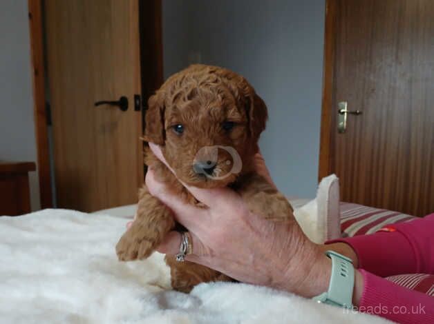 Pure breed toy poodles for sale in Stuartfield, Aberdeenshire - Image 5