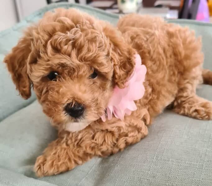 Pure toy poodle puppies for sale in London, City of London, Greater London - Image 2