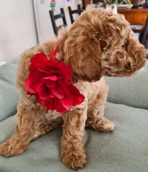 Poodle Puppies for sale in Greater London