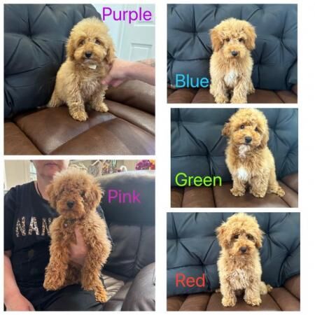 QUALITY KC REGISTERED RED TOY POODLE PUPPIES for sale in Colchester, Essex - Image 1