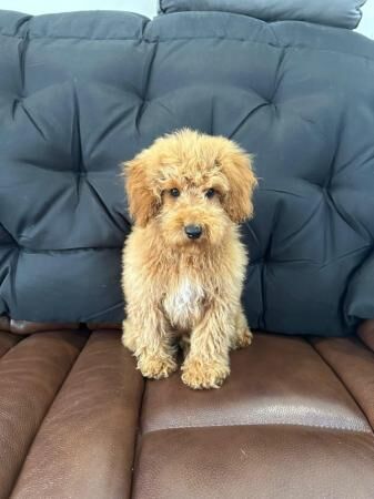 QUALITY KC REGISTERED RED TOY POODLE PUPPIES for sale in Colchester, Essex - Image 2