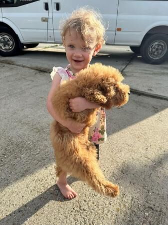 QUALITY KC REGISTERED RED TOY POODLE PUPPIES for sale in Colchester, Essex - Image 3