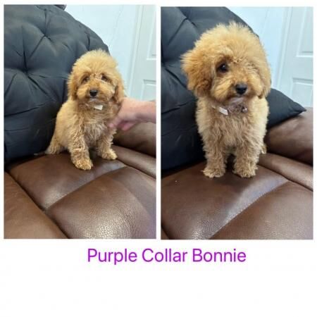 QUALITY KC REGISTERED RED TOY POODLE PUPPIES for sale in Colchester, Essex - Image 4