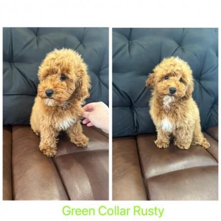 QUALITY KC REGISTERED RED TOY POODLE PUPPIES for sale in Colchester, Essex - Image 5