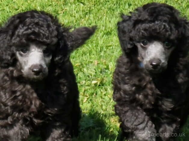 Rare Silver Miniature Poodle Puppies for sale in Preston, East Lothian