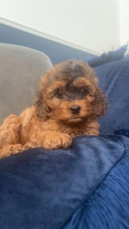 Ready now F1 Cockapoo 1 girl left for sale in Worksop, Nottinghamshire