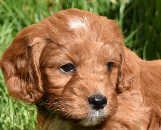 Ready Now.F1 Cockapoos Puppies PRA,FN,AMS Clear. for sale in Skegness, Lincolnshire - Image 1