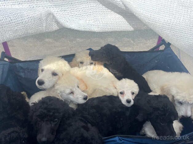 Ready to leave KC Reg Stunning Litter of Standard Poodles for sale in Peterborough, Cambridgeshire - Image 1