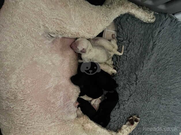 Ready to leave KC Reg Stunning Litter of Standard Poodles for sale in Peterborough, Cambridgeshire - Image 3