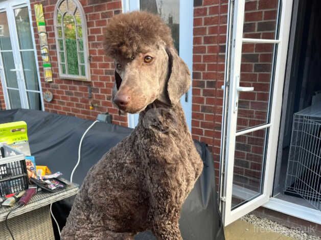 Ready to leave KC Reg Stunning Litter of Standard Poodles for sale in Peterborough, Cambridgeshire - Image 4