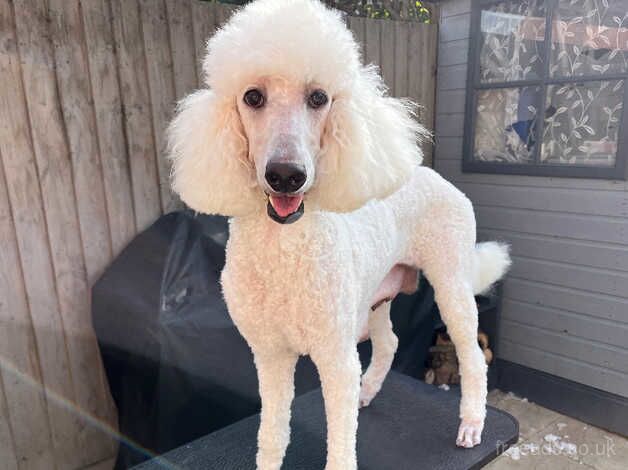 Ready to leave KC Reg Stunning Litter of Standard Poodles for sale in Peterborough, Cambridgeshire - Image 5