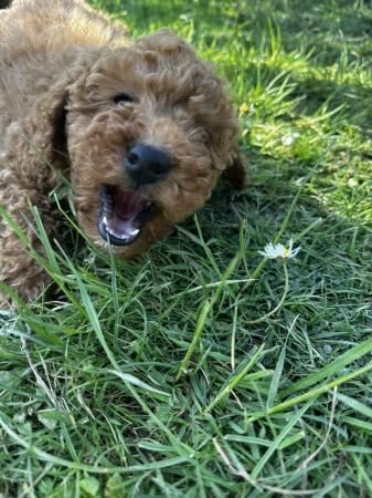Red miniature poodle will be small for sale in Dover, Kent
