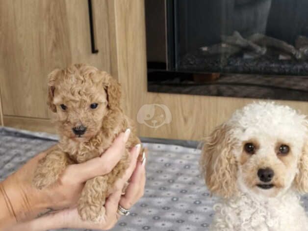 Red Toy poodle for sale in Beverley, East Riding of Yorkshire