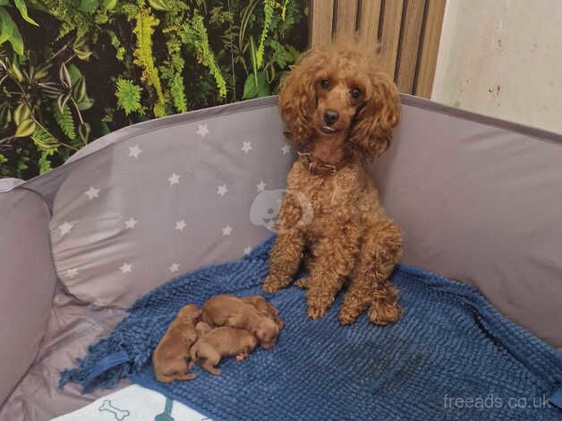 Red toy poodle for sale in Caerphilly - Image 1