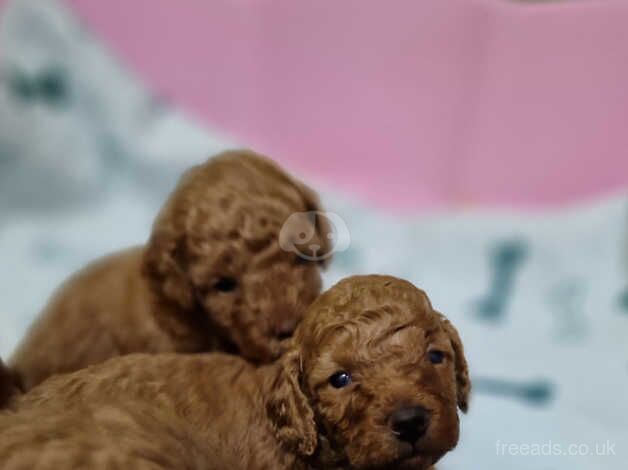 Red toy poodle for sale in Caerphilly - Image 3