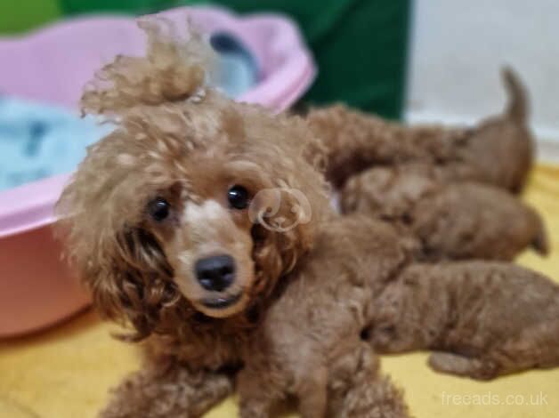 Red toy poodle for sale in Caerphilly - Image 4