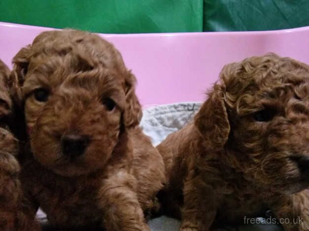 Red toy poodle for sale in Caerphilly - Image 5