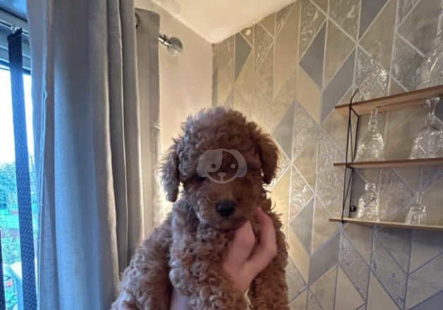 Red Toy poodle puppies for sale in Bedworth, Warwickshire