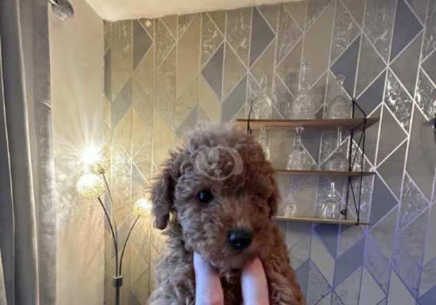 Red Toy poodle puppies for sale in Bedworth, Warwickshire - Image 2