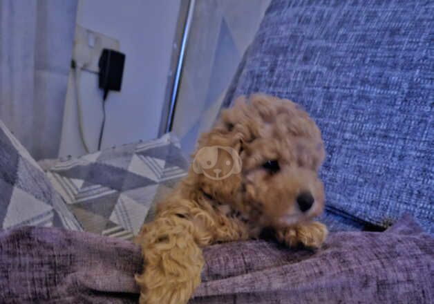 Red Toy poodle puppies for sale in Bedworth, Warwickshire - Image 3