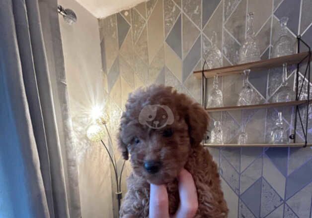 Red Toy poodle puppies for sale in Bedworth, Warwickshire - Image 4