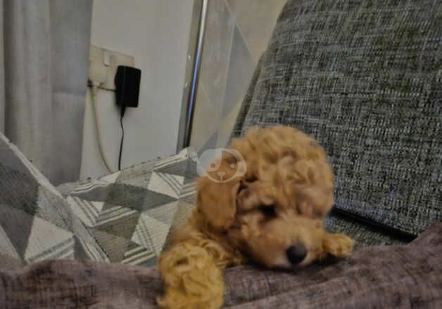 Red Toy poodle puppies for sale in Bedworth, Warwickshire - Image 5