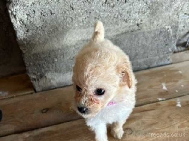 Red Toy poodles for sale in Montrose, Angus