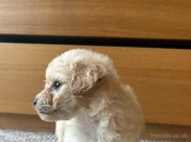 Red Toy poodles for sale in Montrose, Angus - Image 2