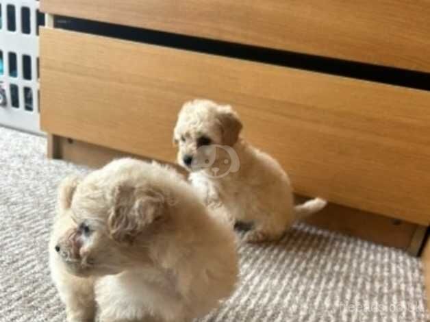 Red Toy poodles for sale in Montrose, Angus - Image 3