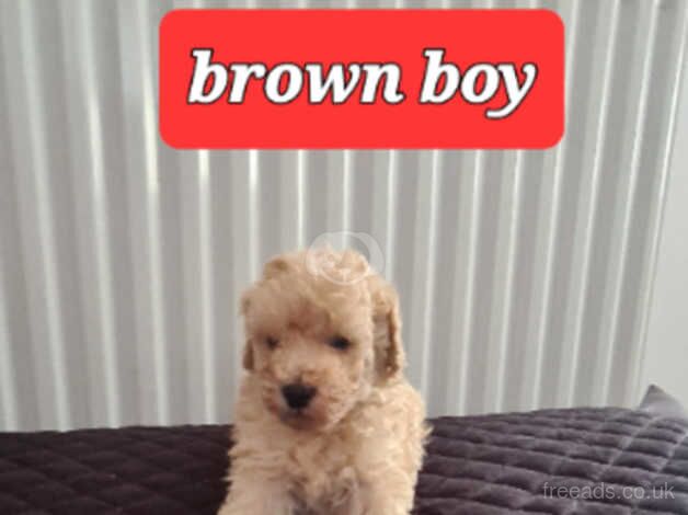 Stunning poodle pups for sale in Peterlee, County Durham