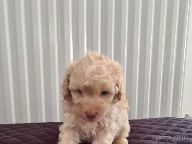 Stunning poodle pups for sale in Peterlee, County Durham - Image 2