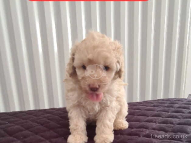 Stunning poodle pups for sale in Peterlee, County Durham - Image 3