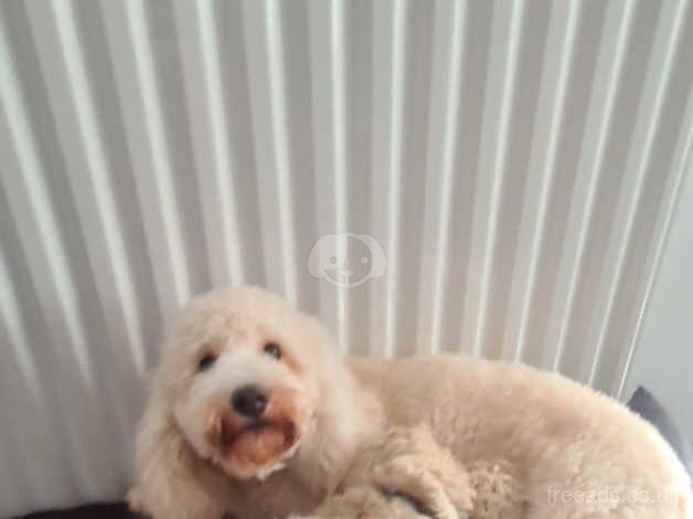 Stunning poodle pups for sale in Peterlee, County Durham - Image 4