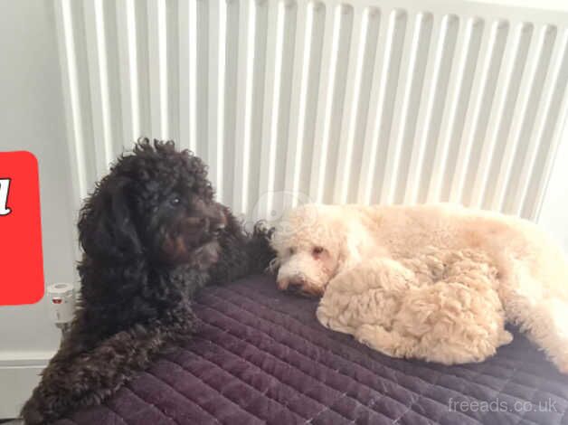 Stunning poodle pups for sale in Peterlee, County Durham - Image 5