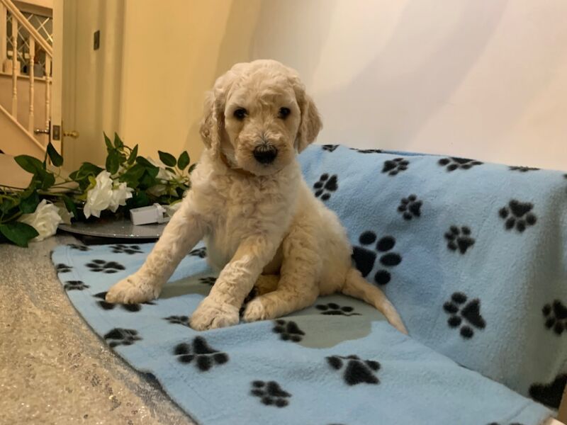 Kennel Club Registered Poodle Puppies For Sale