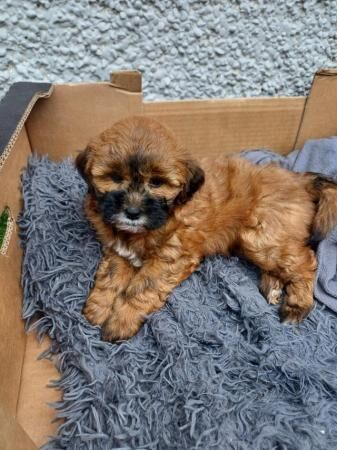Shichonpoo pups (aka Daisy dogs) for sale in Mountain Ash/Aberpennar, Rhondda Cynon Taf