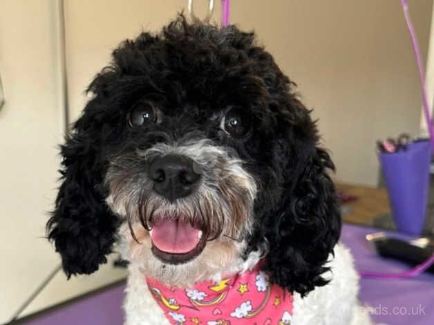 Shihpoo toy puddle for sale in Inverness, Highland