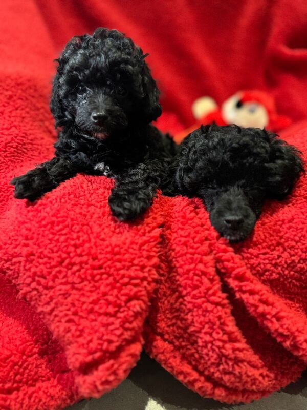 Exquisite Show quality Toy Poodle for sale in Larkhall, Lanarkshire