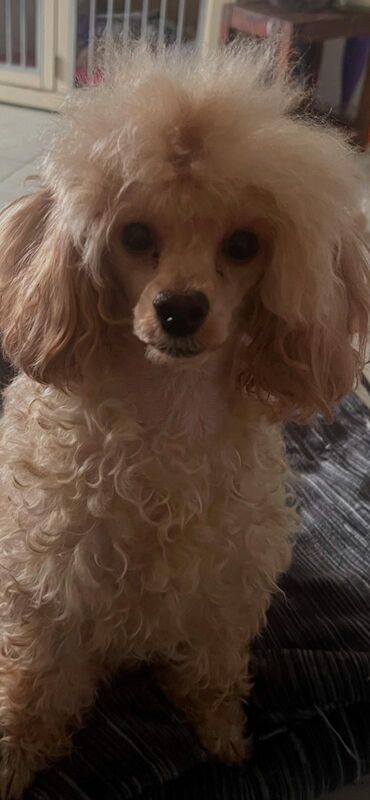 Exquisite Show quality Toy Poodle for sale in Larkhall, Lanarkshire - Image 2