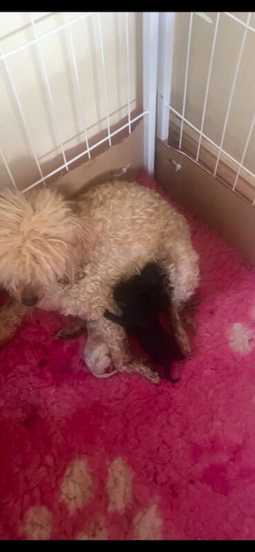 Exquisite Show quality Toy Poodle for sale in Larkhall, Lanarkshire - Image 3