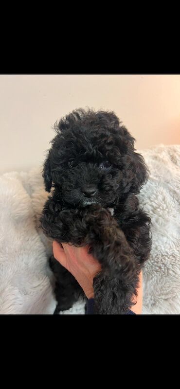 Exquisite Show quality Toy Poodle for sale in Larkhall, Lanarkshire - Image 4