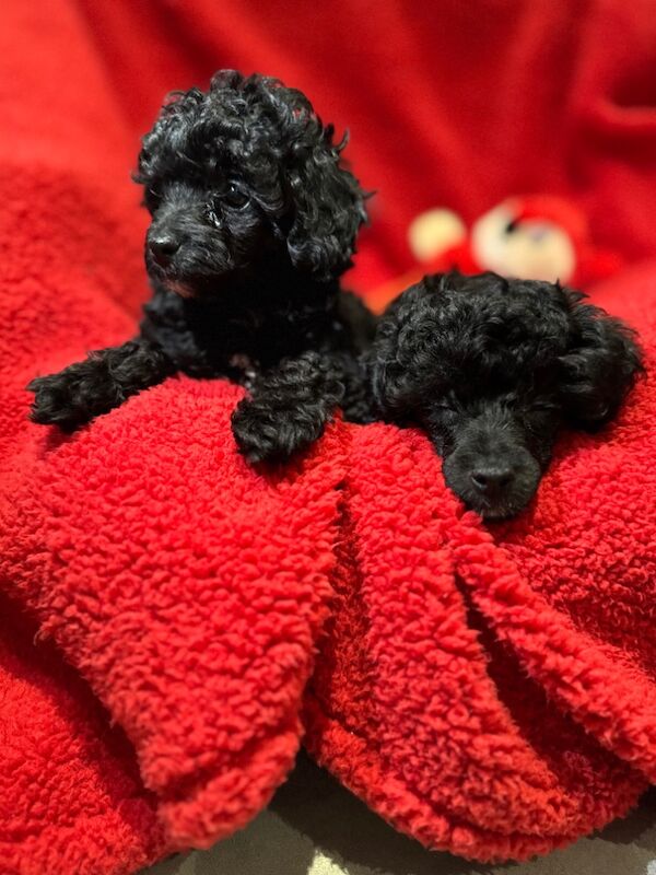 Exquisite Show quality Toy Poodle for sale in Larkhall, Lanarkshire - Image 5