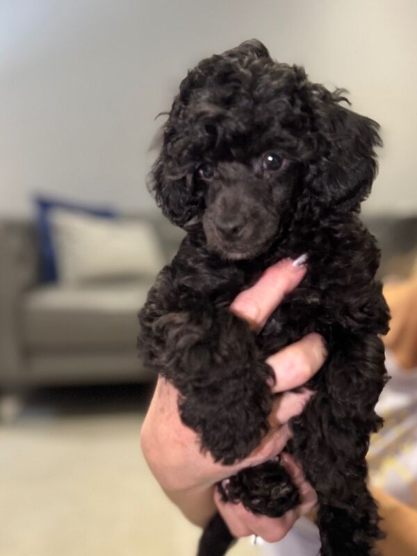 Exquisite Show quality Toy Poodle for sale in Larkhall, Lanarkshire - Image 6