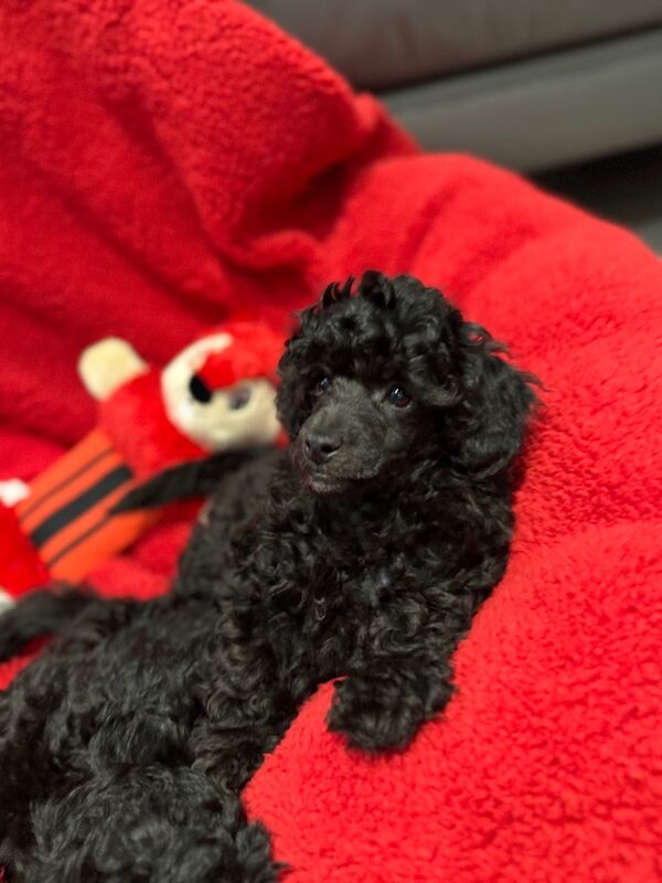 Exquisite Show quality Toy Poodle for sale in Larkhall, Lanarkshire - Image 7