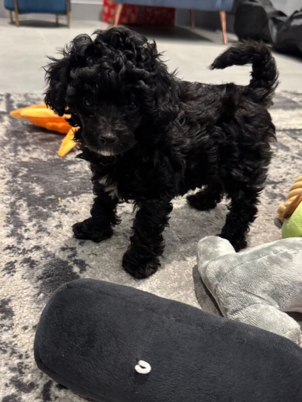 Exquisite Show quality Toy Poodle for sale in Larkhall, Lanarkshire - Image 8