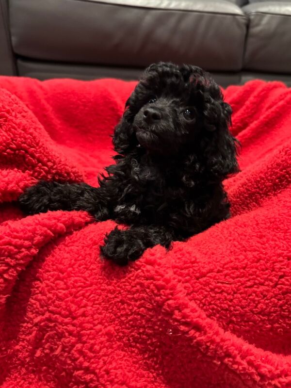 Exquisite Show quality Toy Poodle for sale in Larkhall, Lanarkshire - Image 9