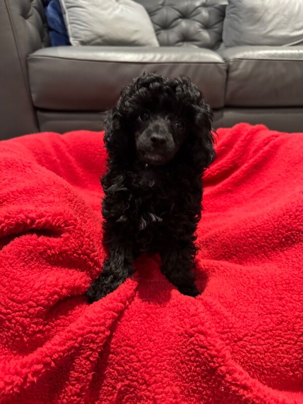 Exquisite Show quality Toy Poodle for sale in Larkhall, Lanarkshire - Image 11